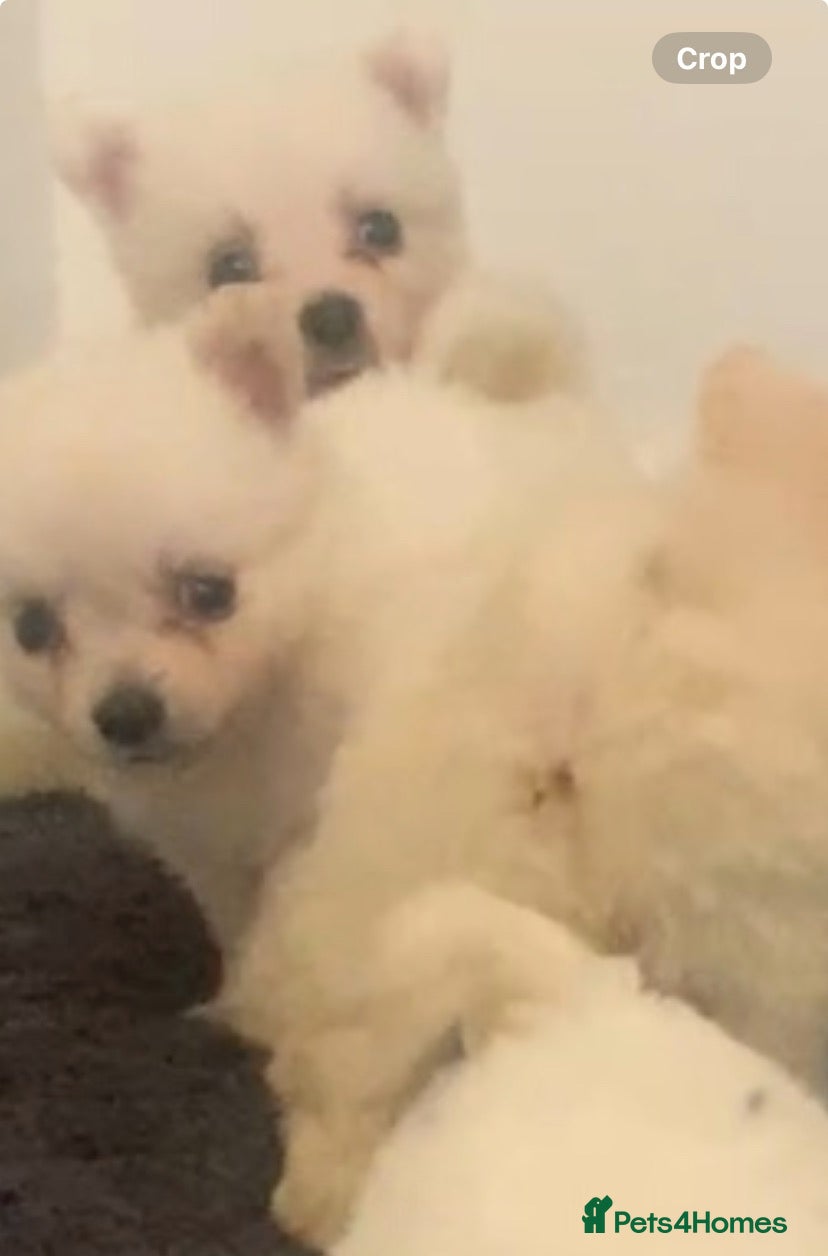 Pomeranian dogs Beautiful Maltipom Puppies – 4 Boys & 2 Girls - Advert 20