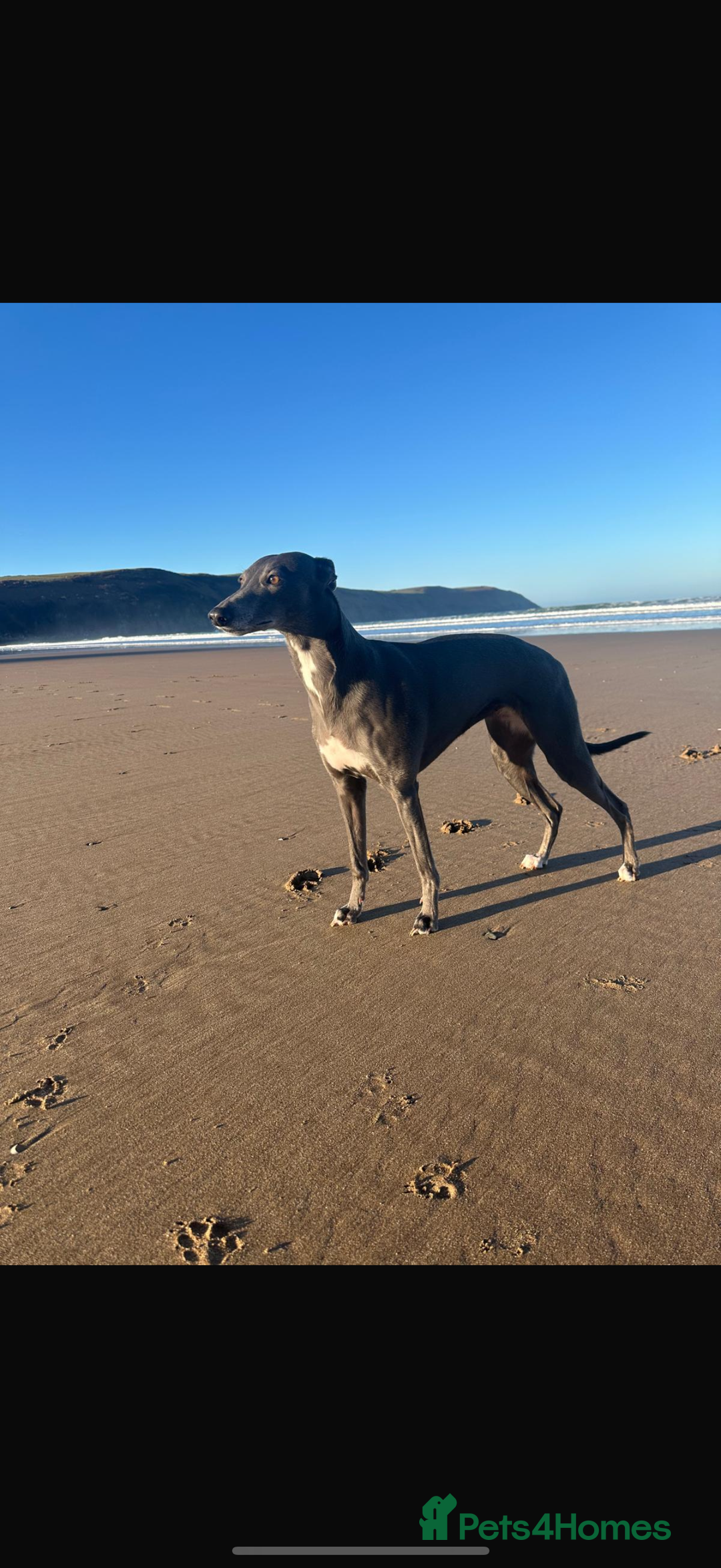 Whippet dogs for sale: Baby girl whippet puppy - Image 7