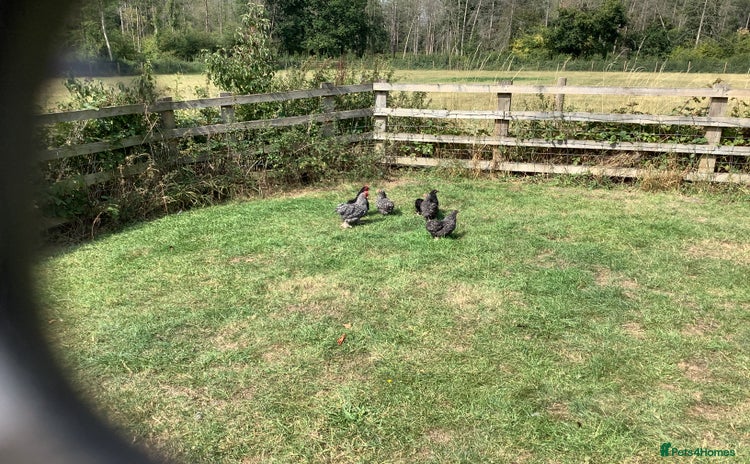 Chickens poultry - Advert 10