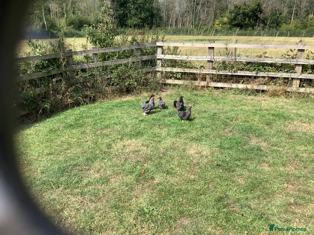 Chickens poultry for sale: Pekin bantams - Image 1