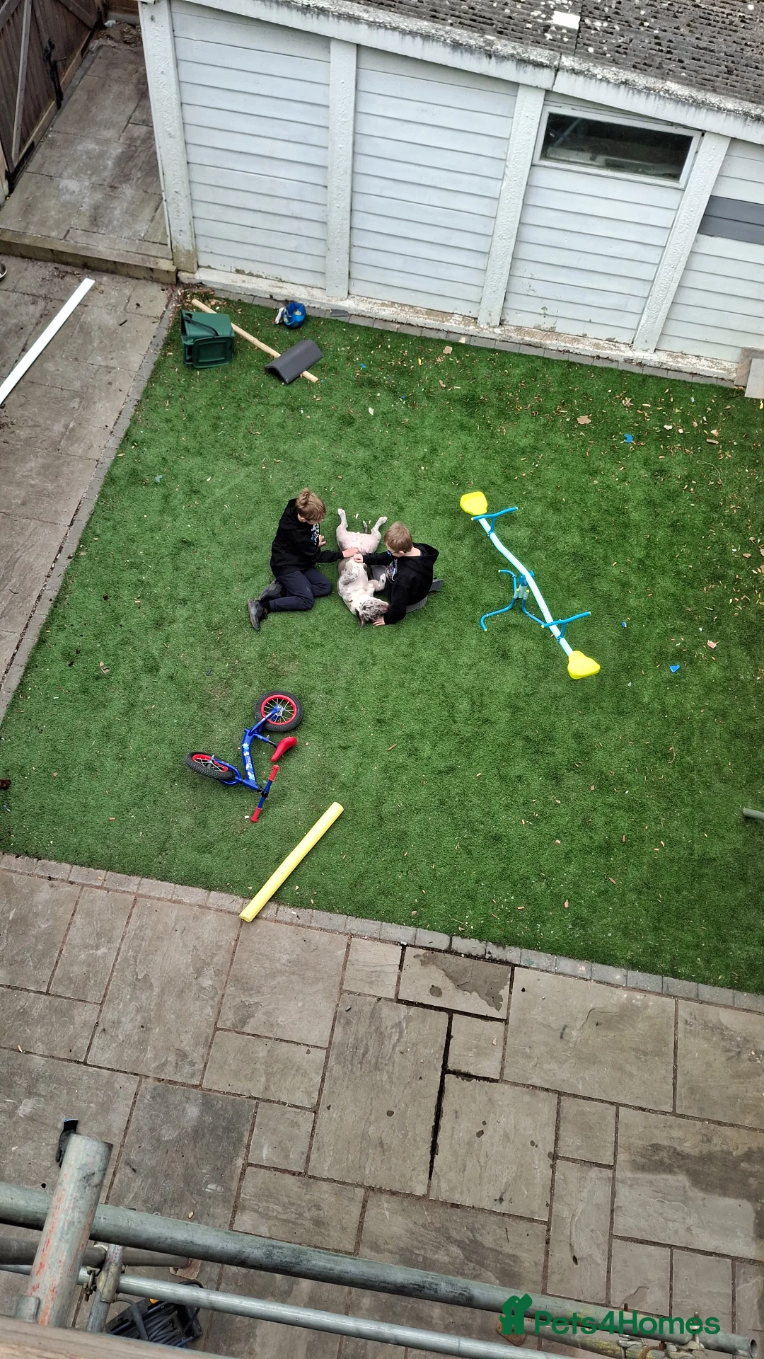 American Bulldog dogs for sale: American pocket bulldog - Advert 2