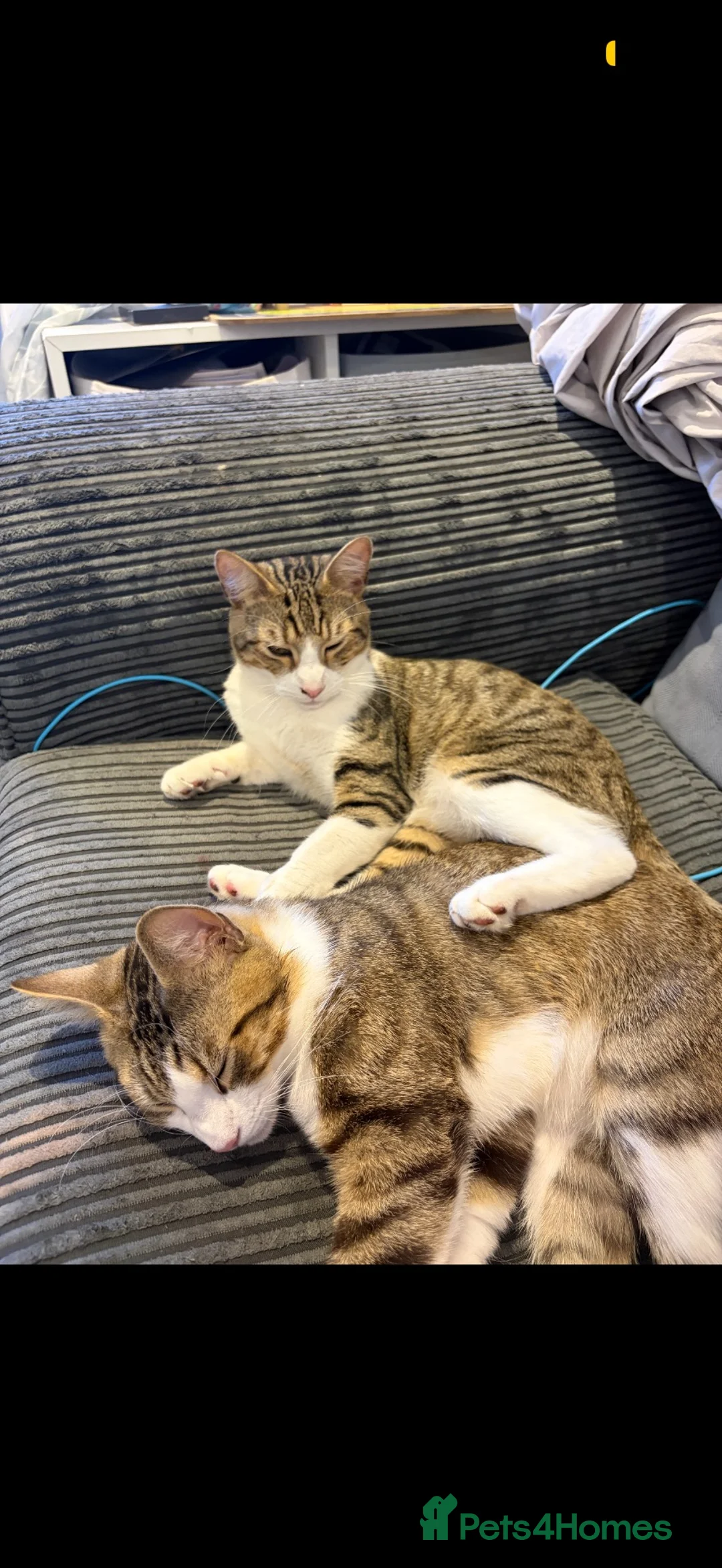 Domestic Shorthair cats for sale: Short hair Tabby brothers in need of a new home  - Advert 1