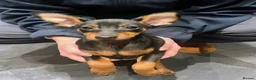 Miniature Pinscher dogs for sale: Miniature pinscher pups - Advert 2