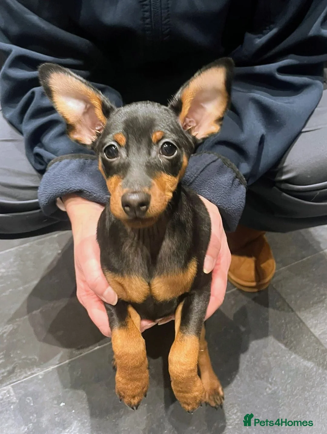 Miniature Pinscher dogs for sale: Miniature pinscher pups - Advert 2