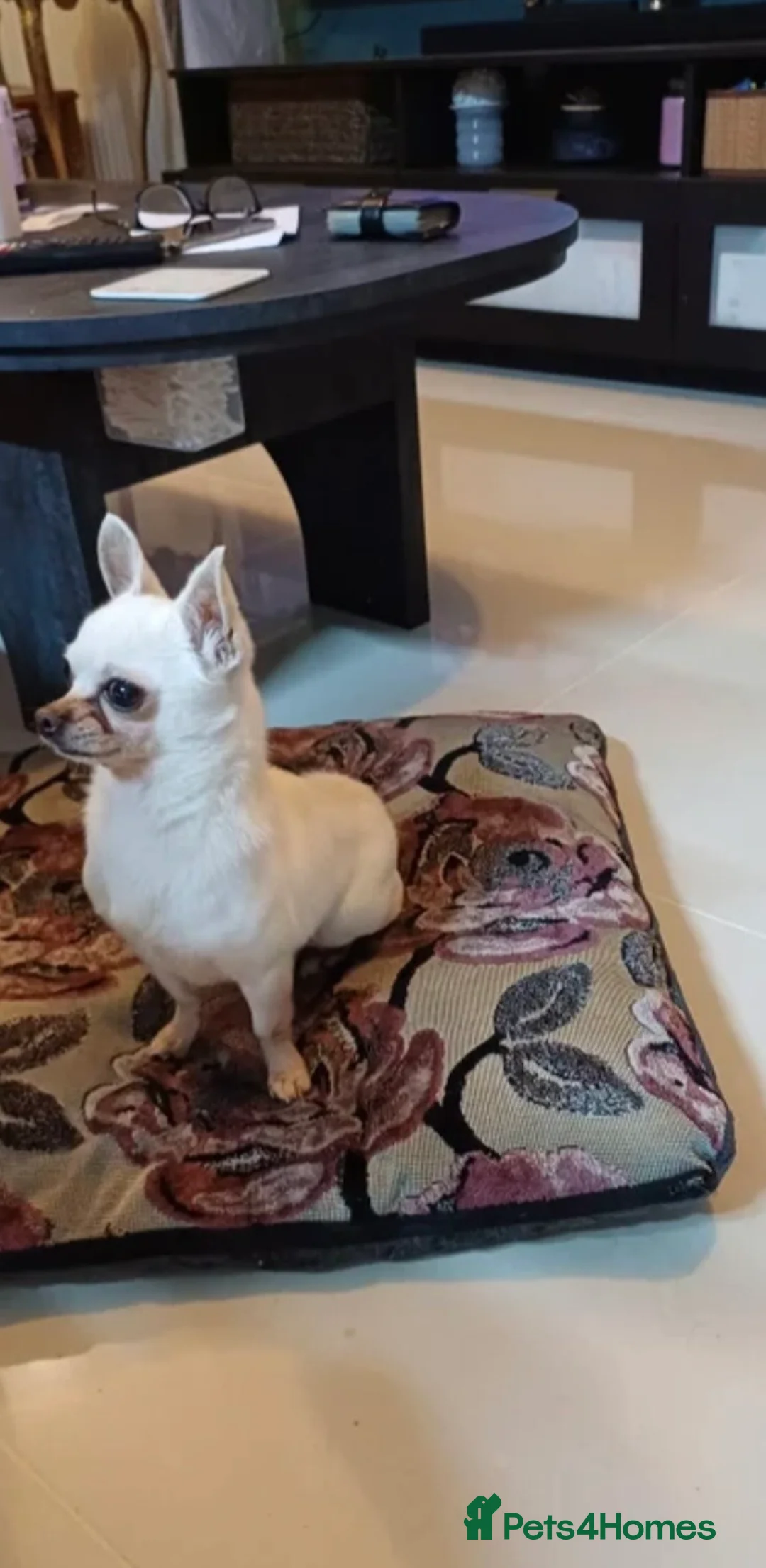 Chihuahua dogs for sale: 2 Year Old Chihuahua For Sale - Advert 6