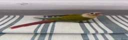 Conures birds for sale: Two DNA tested male Green Cheek Conures. Brothers. - Advert 6