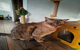 Australian Mist cats for sale: Senior cat for a loving home  - Image 2