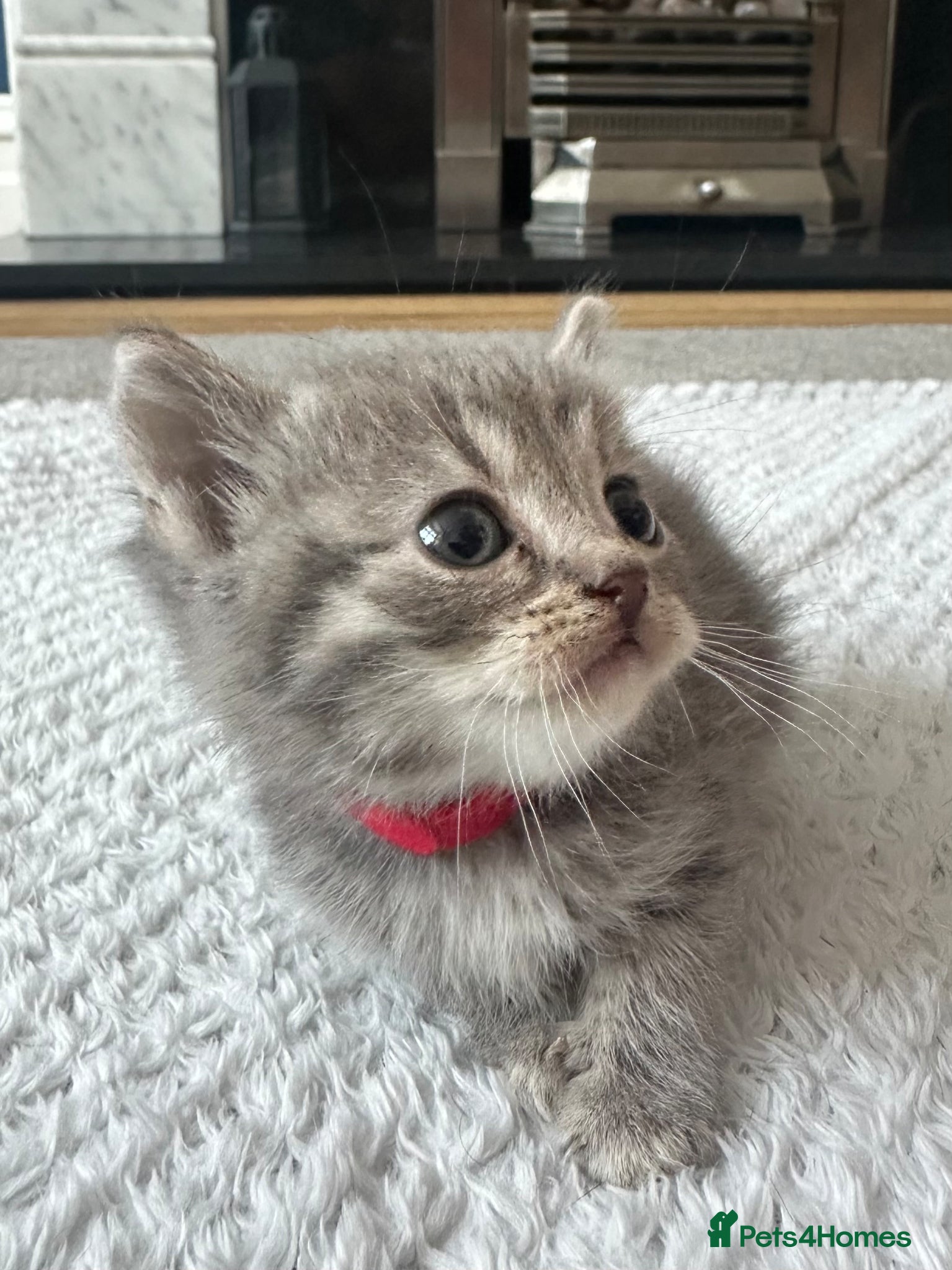 British Shorthair cats BSH Grey Stripe and White Colourpoint - Advert 2