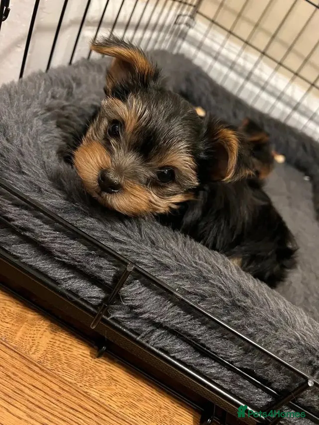 Yorkshire Terrier dogs for sale: Yorkie puppies in Milton Keynes - Advert 4