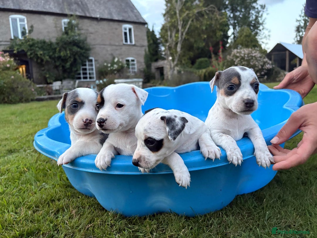 Jack Russell dogs for sale: 5 Jack Russell Puppies - Image 5