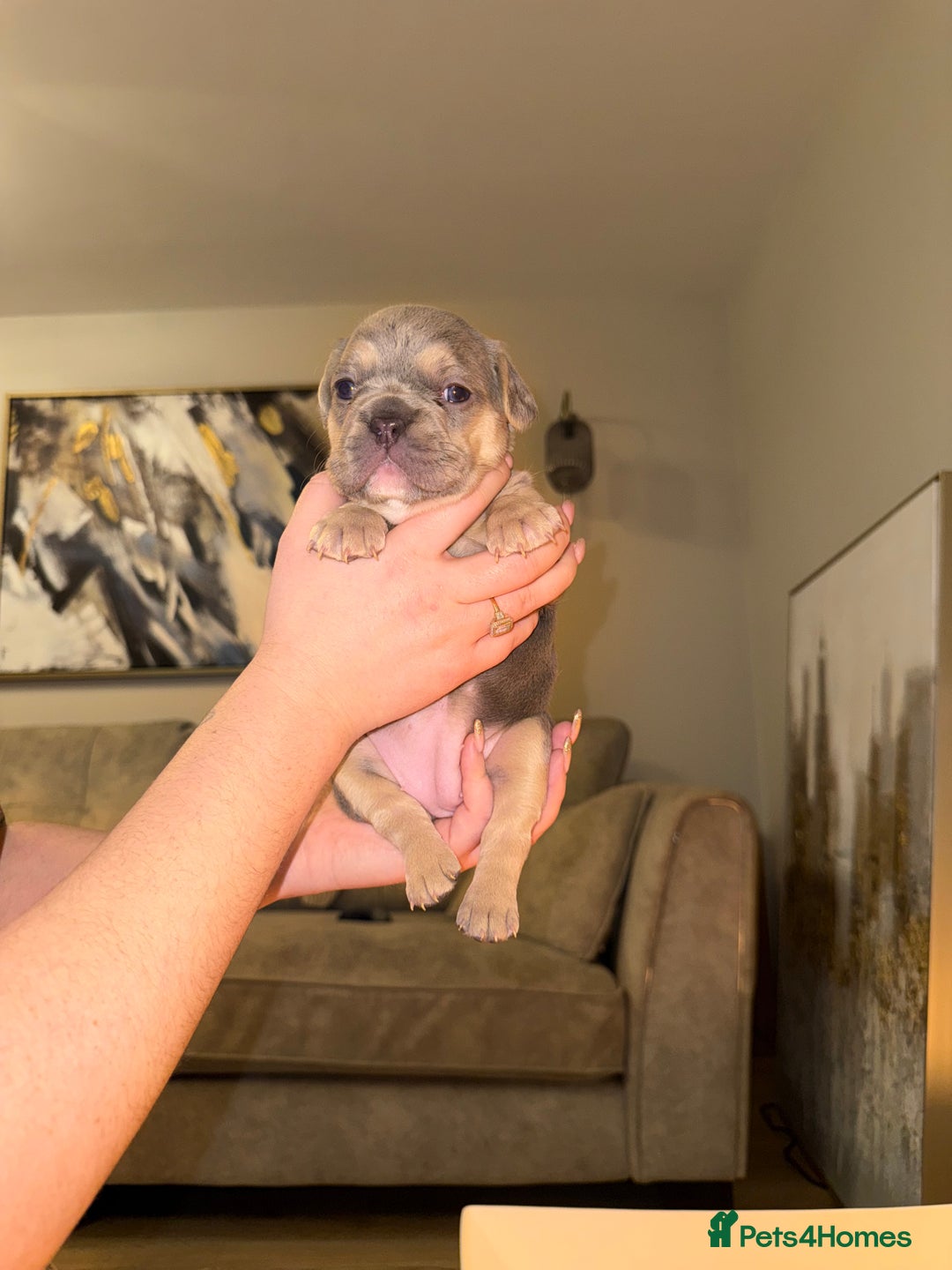 French Bulldog dogs for sale: 4 stunning French bulldogs carrying fluffy - Advert 4