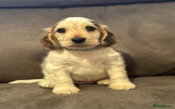 Cocker Spaniel dogs for sale: Show Cocker Spaniel girls - Image 2