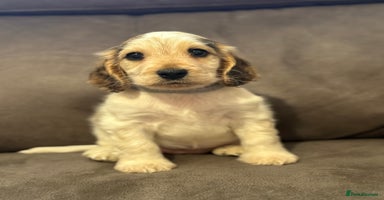 Cocker Spaniel dogs - Advert 1