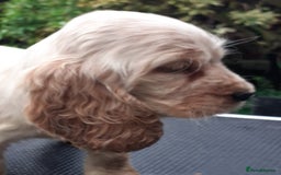 Cocker Spaniel dogs for sale: Adorable KC show cocker spaniels - Advert 4