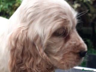 Cocker Spaniel dogs Adorable KC show cocker spaniels - Advert 3