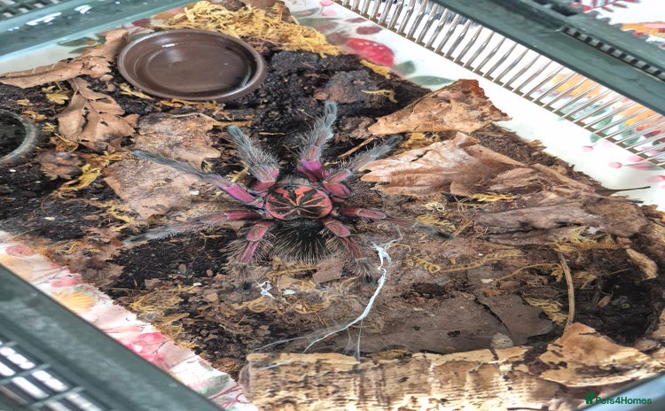 Tarantulas invertebrates - Advert 3