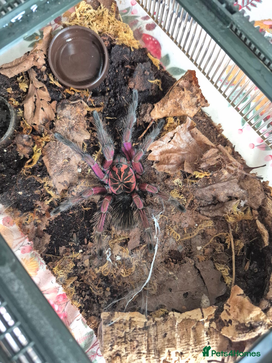 Tarantulas invertebrates for sale: Male Pamphobeteus sp. Machala  - Image 1