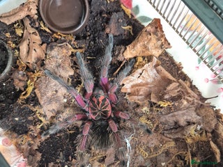 Tarantulas invertebrates - Advert 10