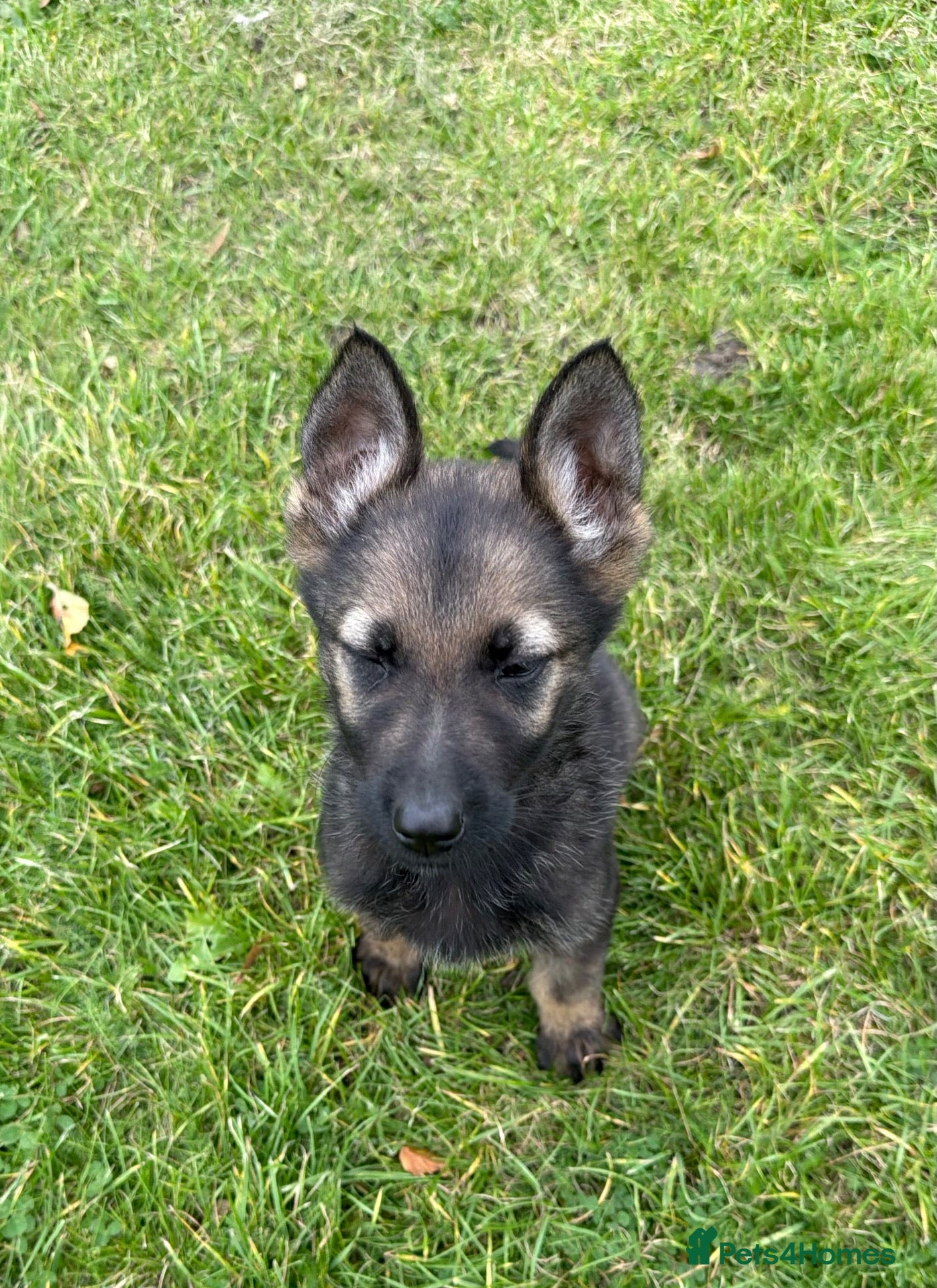German Shepherd dogs STRONG ALERT PUPS - Advert 2