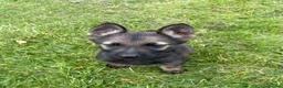 German Shepherd dogs for sale: STRONG ALERT PUPS - Advert 2