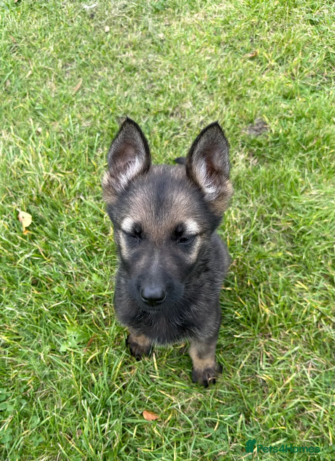 German Shepherd dogs for sale: STRONG ALERT PUPS - Advert 2