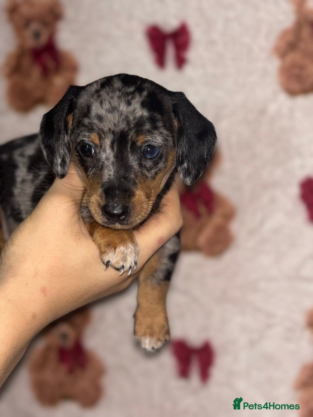 Dachshund dogs for sale: 🎅beautiful dachshund puppies🎅 - Advert 7