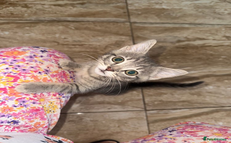 Mixed Breed cats - Advert 2
