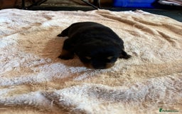 Rottweiler dogs for sale: Stunning Rottweiler puppies  - Image 12