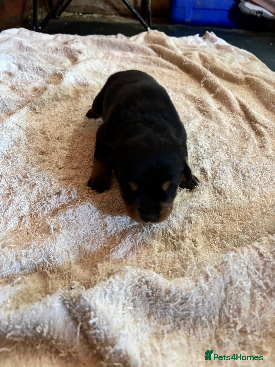 Rottweiler dogs for sale: Stunning Rottweiler puppies  - Image 12