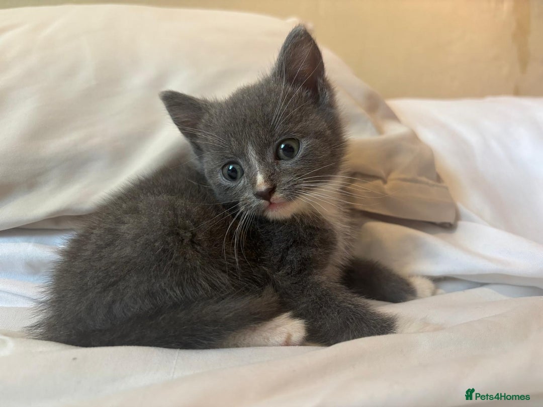 British Shorthair cats for sale: British shorthair x - Image 2