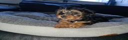 Yorkshire Terrier dogs for sale: 🐶 💖Pedigree Yorkshire Terrier Puppies💖 🐶 - Advert 15