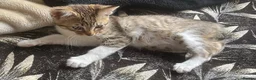 Russian Blue cats for sale: Energetic Russian blue kitten in Birmingham - Advert 3