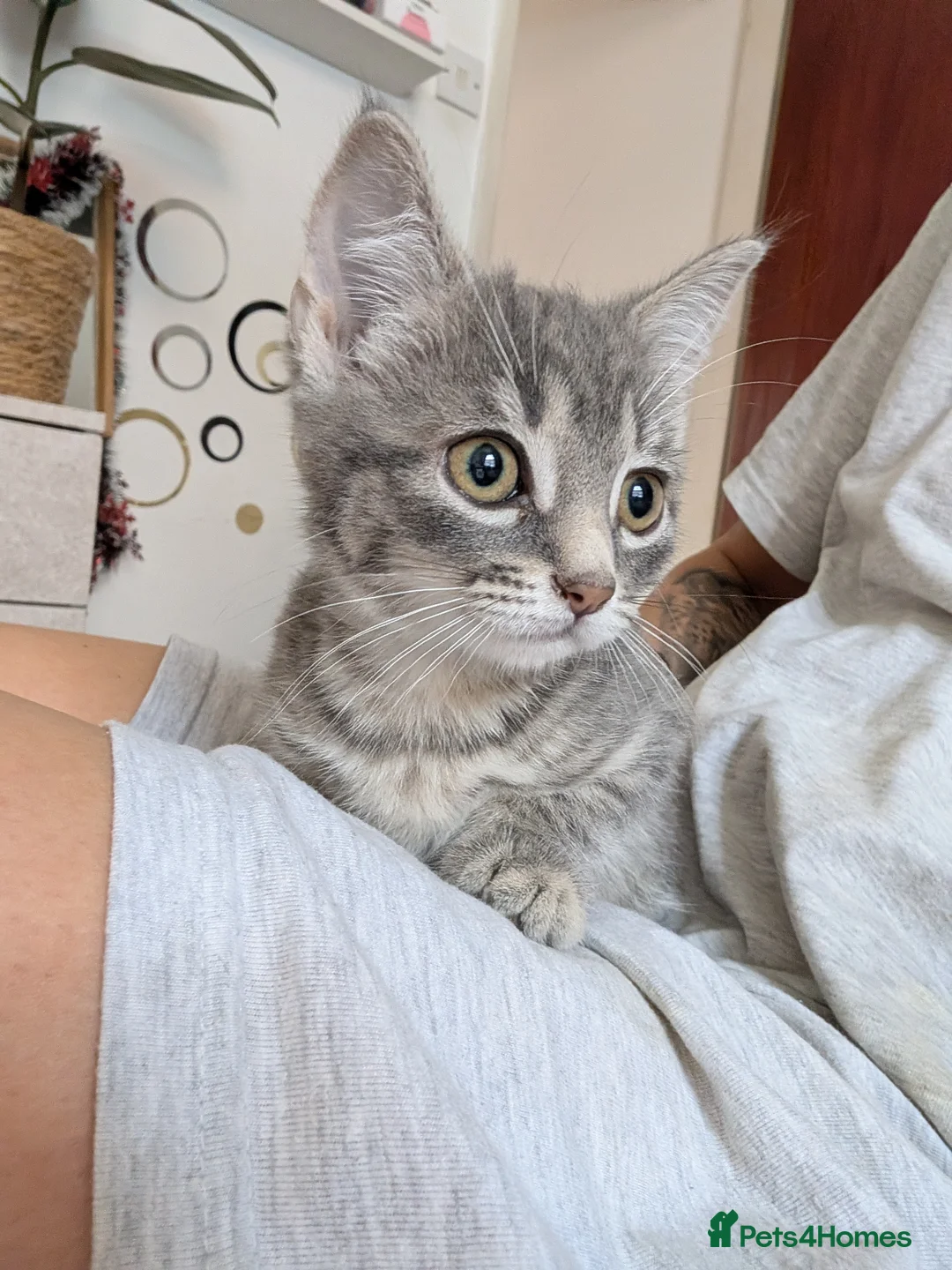 Mixed Breed cats for sale: Grey Tabby Female Kitten – British Shorthair Mix - Advert 1