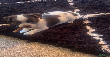 Chihuahua dogs - Advert 9