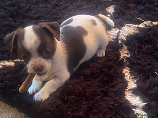 Chihuahua dogs - Advert 7