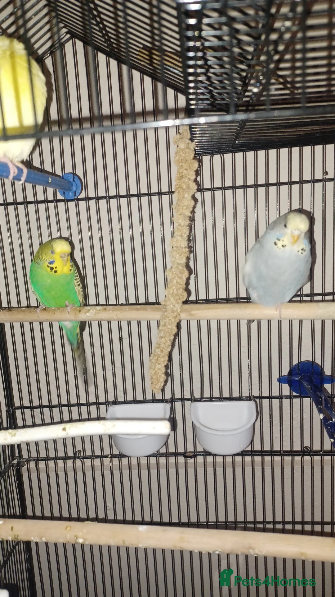 Budgerigars birds for sale: Bugdies for sale in Halifax - Advert 2
