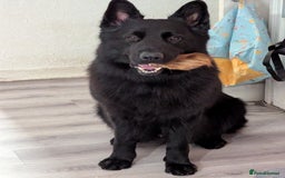 German Shepherd dogs for sale: Prince - Image 1