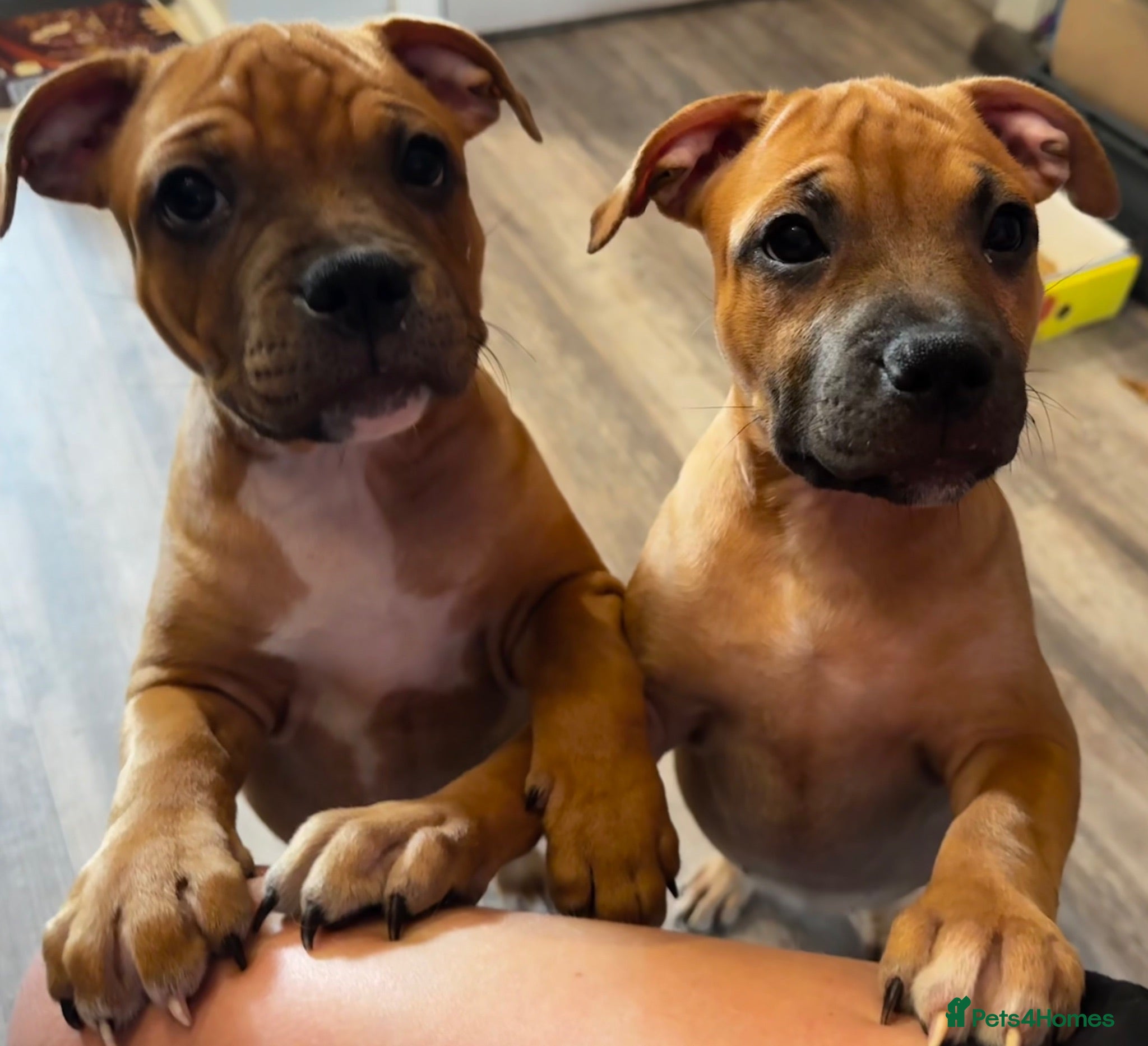 Staffordshire Bull Terrier dogs 🔥 KC RED STAFFY GIRL – LAST ONE! READY NOW ❤️ - Advert 2