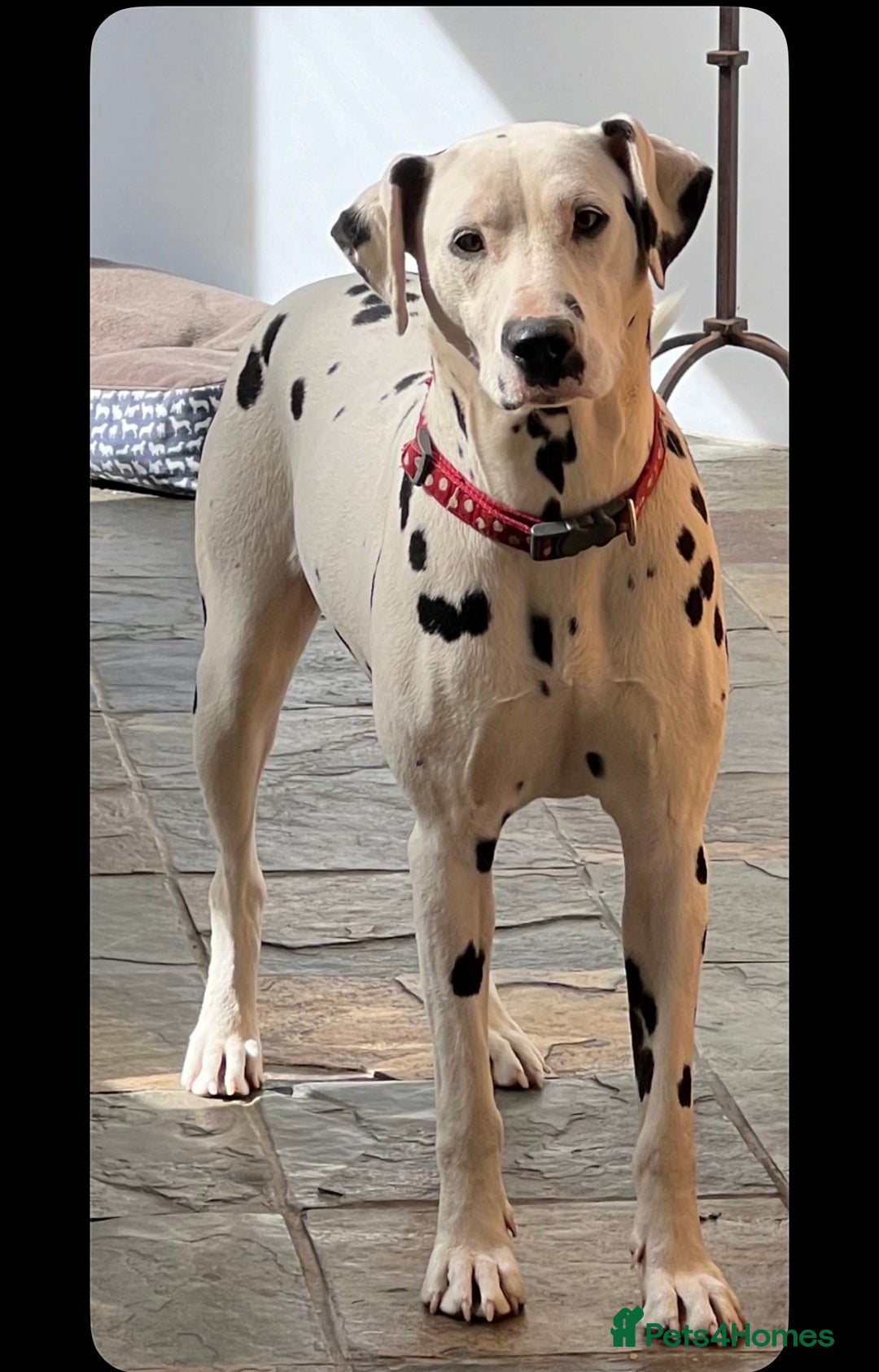 Mixed Breed dogs for sale: SURPRISE SURPRISE  - Advert 3