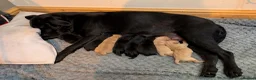Mixed Breed dogs for sale: ❗ Only 4 left ❗- Chow Chow x Labrador pups  - Advert 13