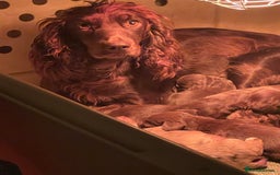 Cocker Spaniel dogs for sale: Working cocker spaniels - Image 6