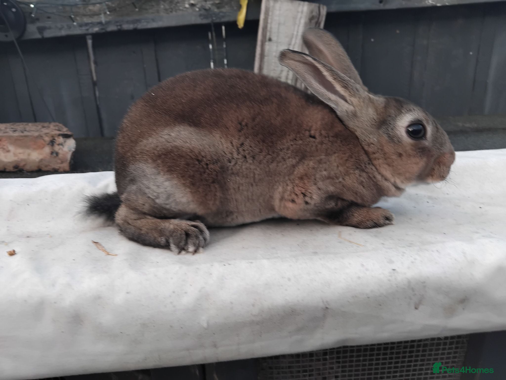 Rex rabbits Castor mini rex - Advert 1