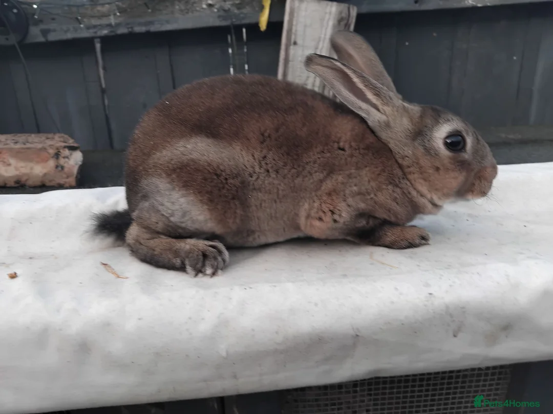 Rex rabbits for sale: Castor mini rex in Middlesbrough - Advert 1