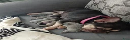 French Bulldog dogs for sale: Frenchie puppies - Advert 5