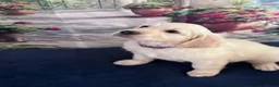 Golden Retriever dogs for sale: Beautiful Golden Retriever puppies - Advert 8