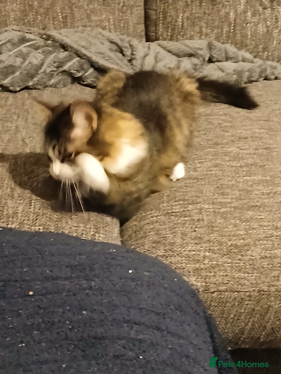 Mixed Breed cats for sale: 2 very friendly female kittens  - Advert 1