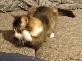 Mixed Breed cats 2 very friendly female kittens - Advert 1