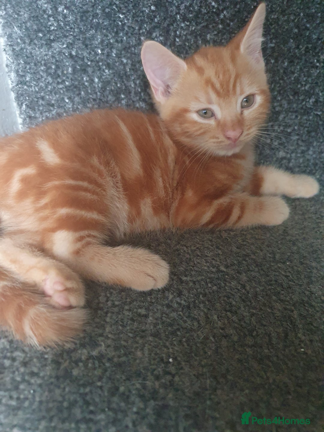 Mixed Breed cats for sale: Playful male kittens - Image 4