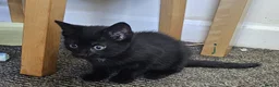 Mixed Breed cats for sale: A beautiful litter of 4 kittens - Advert 17