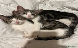 Mixed Breed cats for sale: 1 male & 1 female kitten available  - Image 2